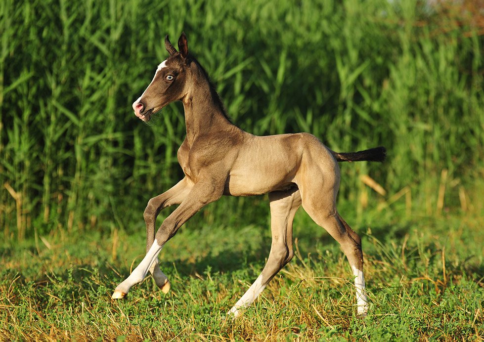 Akhal Teke Foal - Forget-me-not from Dacor @Artur Baboev
